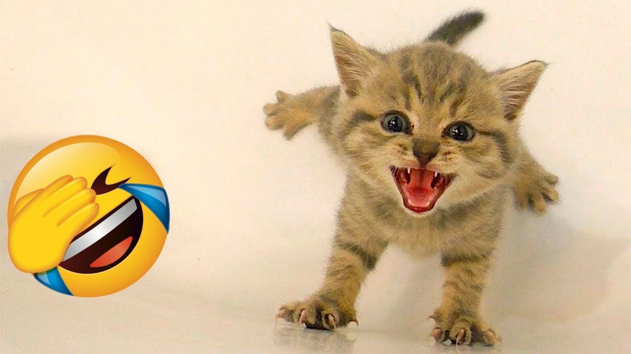 СМЕШНЫЕ КОТЫ 2026 ЛУЧШИЕ ПРИКОЛЫ С КОТАМИ, КОШКИ, ЖИВОТНЫЕ, СМЕШНОЕ ВИДЕО смотреть онлайн