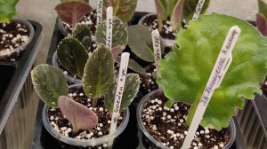 Фиалки🌸Промежуточный результат ☘️🌿☘️