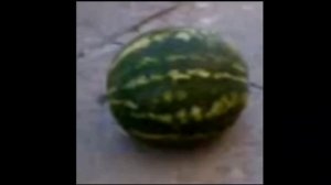 арбуз арбуз привет арбуз арбуз перни