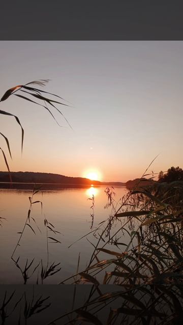 Верный друг Нюша 