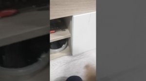 Бешеная улитка