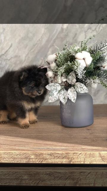 Мини фотосессия малышей! смотреть онлайн