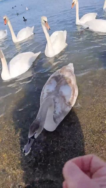 Анапа. Кормление лебедей в январе. смотреть онлайн