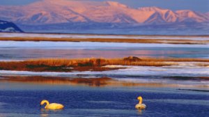 ЖИВАЯ  АРКТИКА