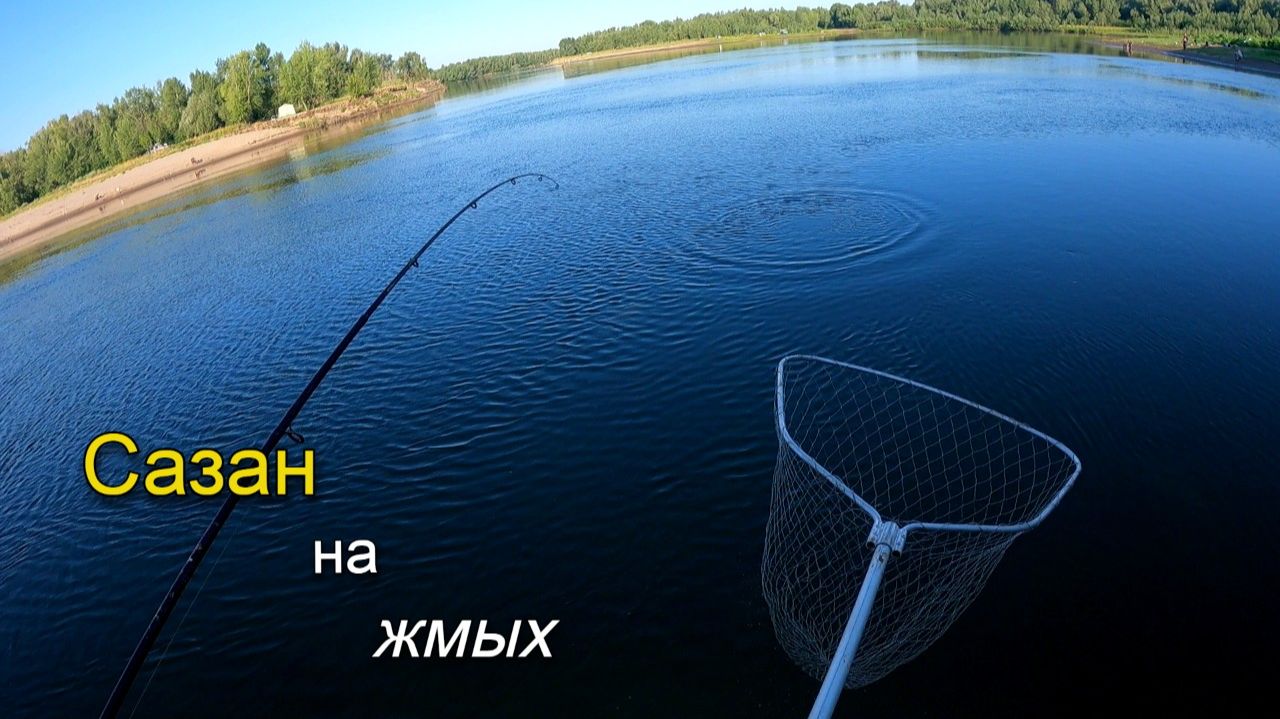 Клюнул небольшой сазанчик на жмых. Летняя рыбалка на Ахтубе