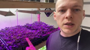 Что делаю с МУЛЬТИПЛАТАМИ ГОРТЕНЗИЙ Зимой? [Декабрьское черенкование]