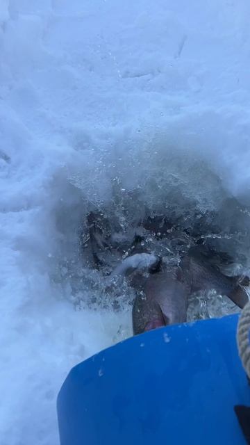 31-01-2026 смотреть онлайн