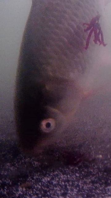 РЫБАЛКА НА КАРАСЯ. #shorts #рыбалка #fishing #рыба #fish #эдвардкосичка #природа #nature #отдых смотреть онлайн