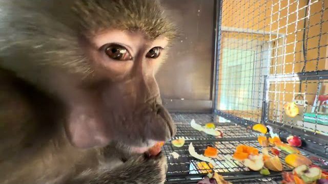 Ужин у Люсиной банды прошел НА УРА, только Степа все время пробует на мне свои силы😁 смотреть онлайн