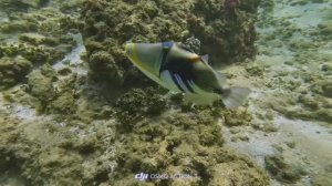 Шри-Ланка. Пляж Хиккадува.