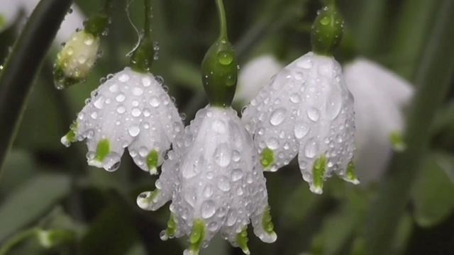 Люблю ливни и дожди смотреть онлайн