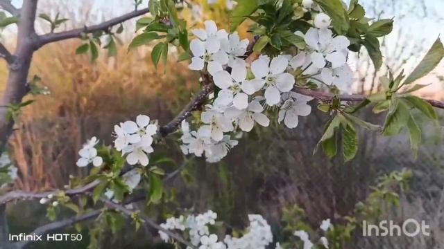 #влог🌟20 апреля 2025 года🌟Наш сад цветет🌟Со Светлой Пасхой🕊️🕊️🕊️🌟 смотреть онлайн