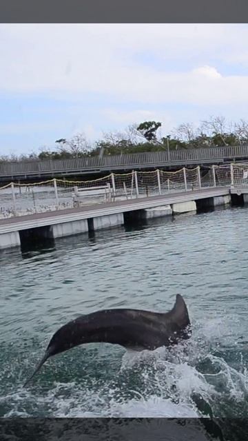 Летающие дельфины смотреть онлайн