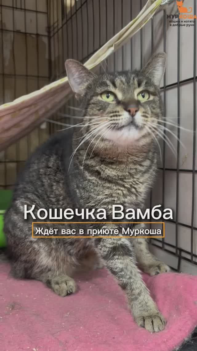 Вамба ждёт вас в приюте #Муркоша смотреть онлайн