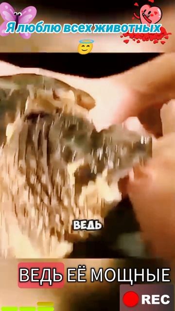 Я люблю всех животных😇 смотреть онлайн