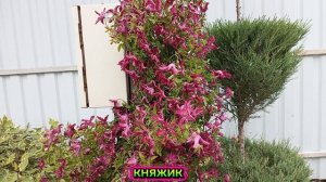клематис княжик в коллекции моего сада