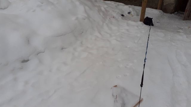 Мишка возле дома.