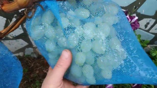 Виноград. Сорт, долгожданный смотреть онлайн