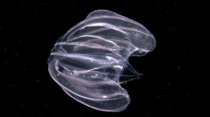 Медузы-каннибалы поселились в каналах Венеции