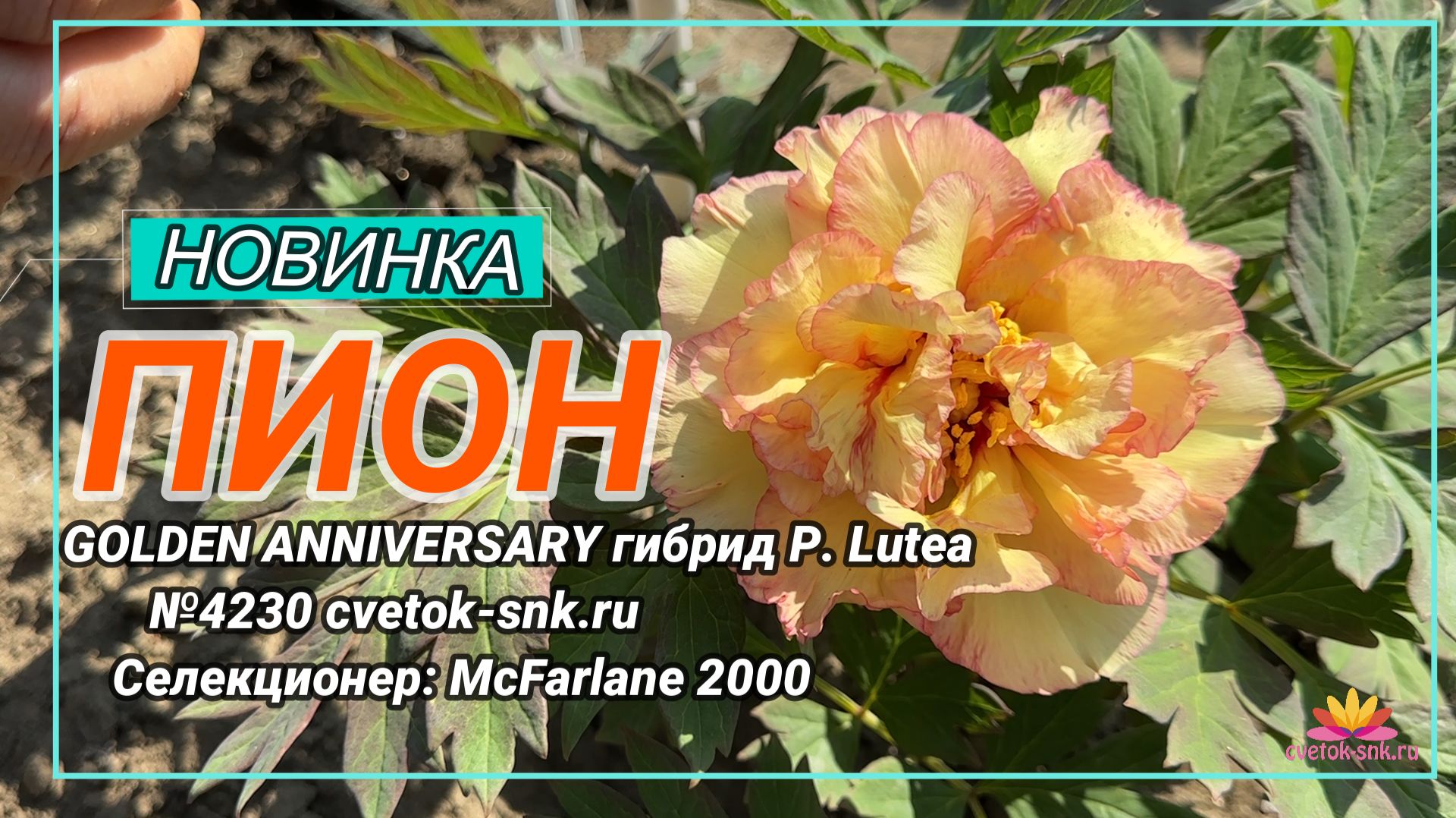 ПИОН «GOLDEN ANNIVERSARY гибрид P. Lutea»/Сад Ворошиловой