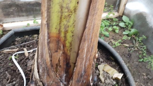 Пальмы Вашингтония Трахикарпус Финиковая и Банановая пальма . Вышивание мандарина в морозы -26