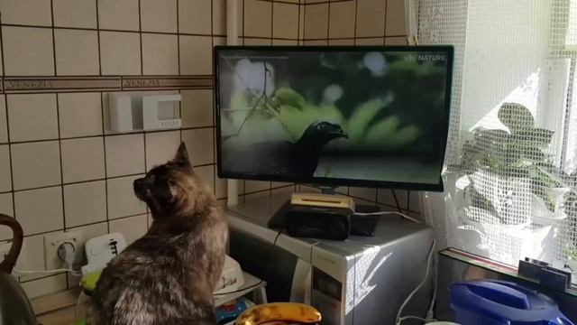 Леся и Сёма - Ребёнок посвящается смотреть онлайн