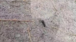 Похождения муравья 06.2025