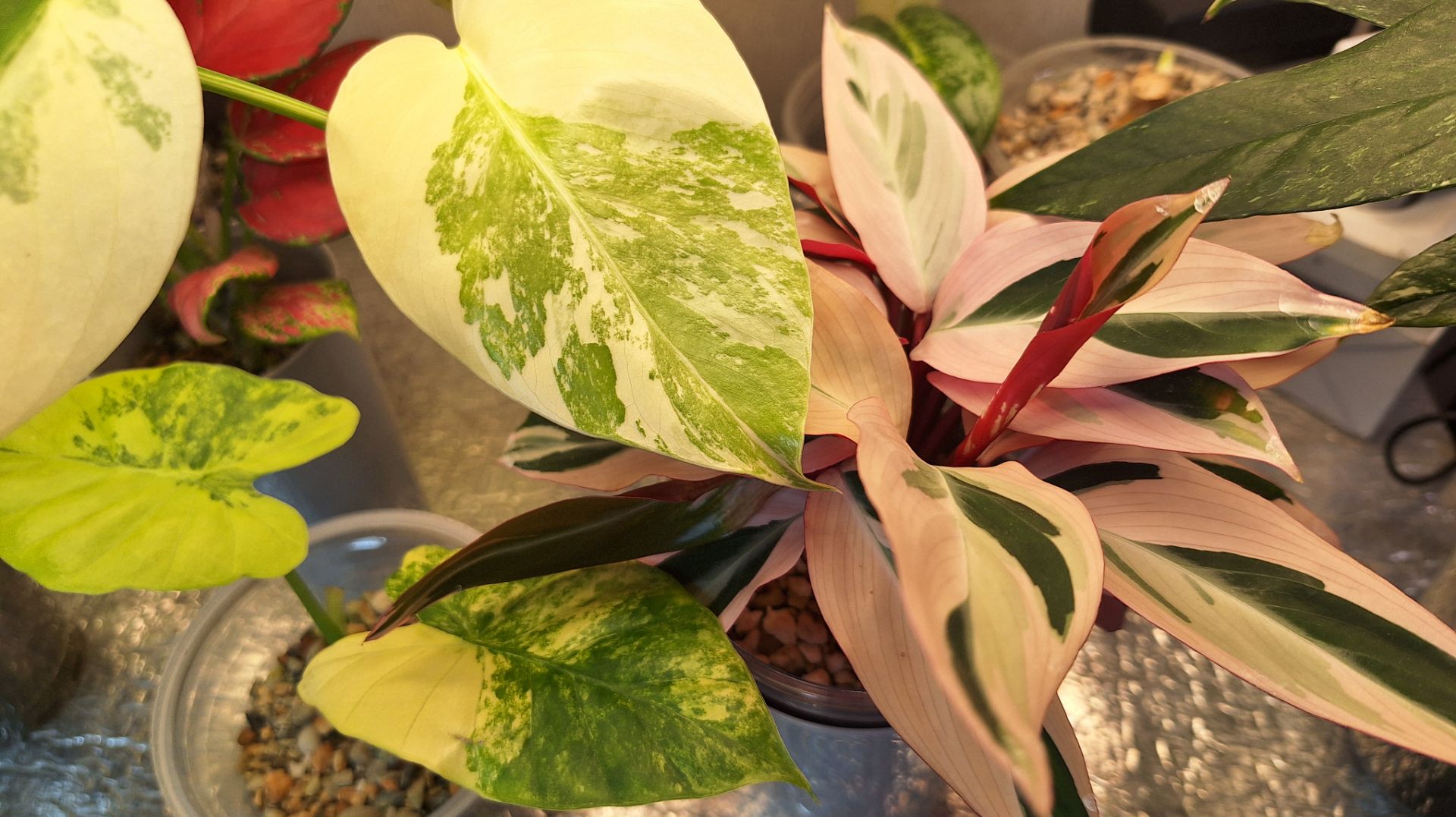 Маленькие яркие растения, обзор растений на полке смотреть онлайн