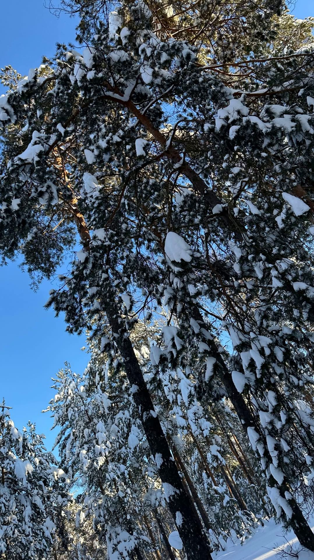 Зимняя поездка на дачу