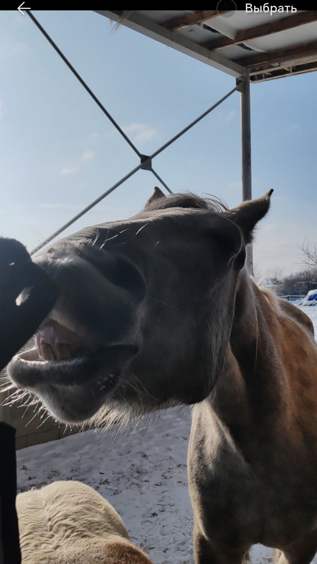 Лошадь - улыбка 😁🐎 #ферма смотреть онлайн