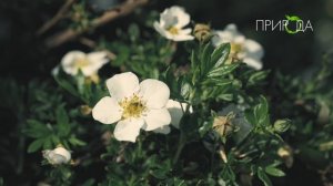 Природа. Лапчатка кустарниковая