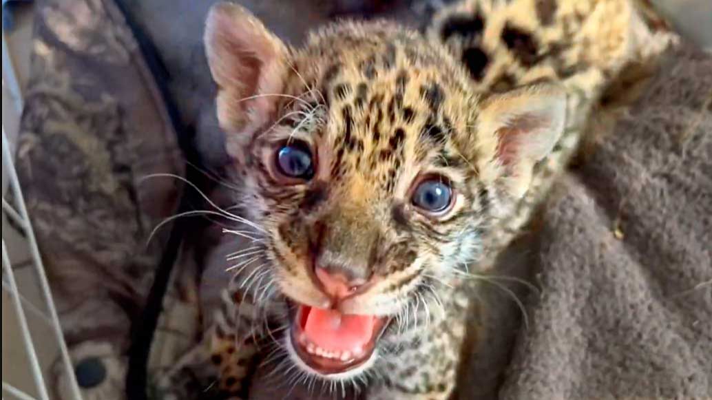 ЯГУАР на нервах! ВОРЧИТ, возмущается, ГРОЗНО топает ! Тигра КОРМЯТ первого, а он тоже ХОЧЕТ есть! смотреть онлайн