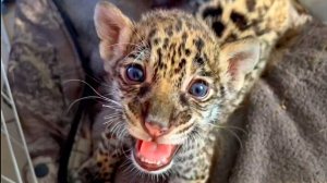 ЯГУАР на нервах! ВОРЧИТ, возмущается, ГРОЗНО топает ! Тигра КОРМЯТ первого, а он тоже ХОЧЕТ есть!