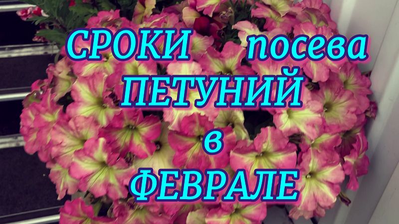 КАЛЕНДАРЬ ПОСЕВА ПЕТУНИЙ в ФЕВРАЛЕ. Какие сорта петуний в какие дни сеять. смотреть онлайн