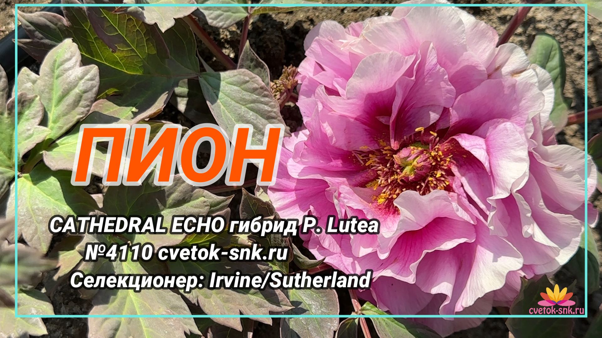 ПИОН «CATHEDRAL ECHO»/Сад Ворошиловой