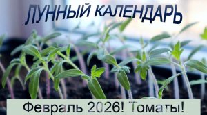 Томаты взойдут щеткой если посадить их в феврале в эти дни! Лунный календарь посадки помидор февраль