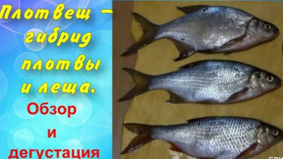 Плотвещ-гибрид плотвы и леща. Обзор и дегустация. смотреть онлайн