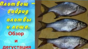 Плотвещ-гибрид плотвы и леща. Обзор и дегустация.