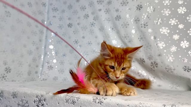 Актировка помета Д 23.10.2025 питомник Чаритон Кун