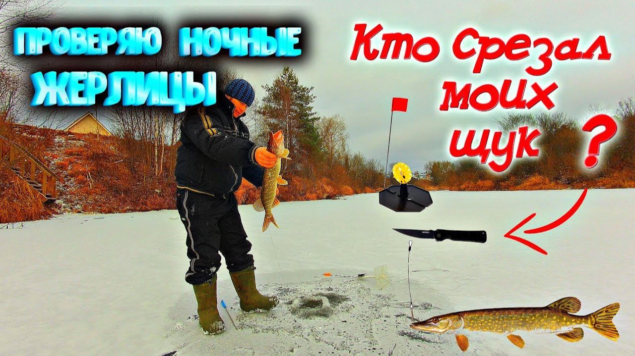 ✔ Проверяю ночные жерлицы Кто срезал моих щук_ Рыбалка на живца Щука налим на жерлицы день второй смотреть онлайн
