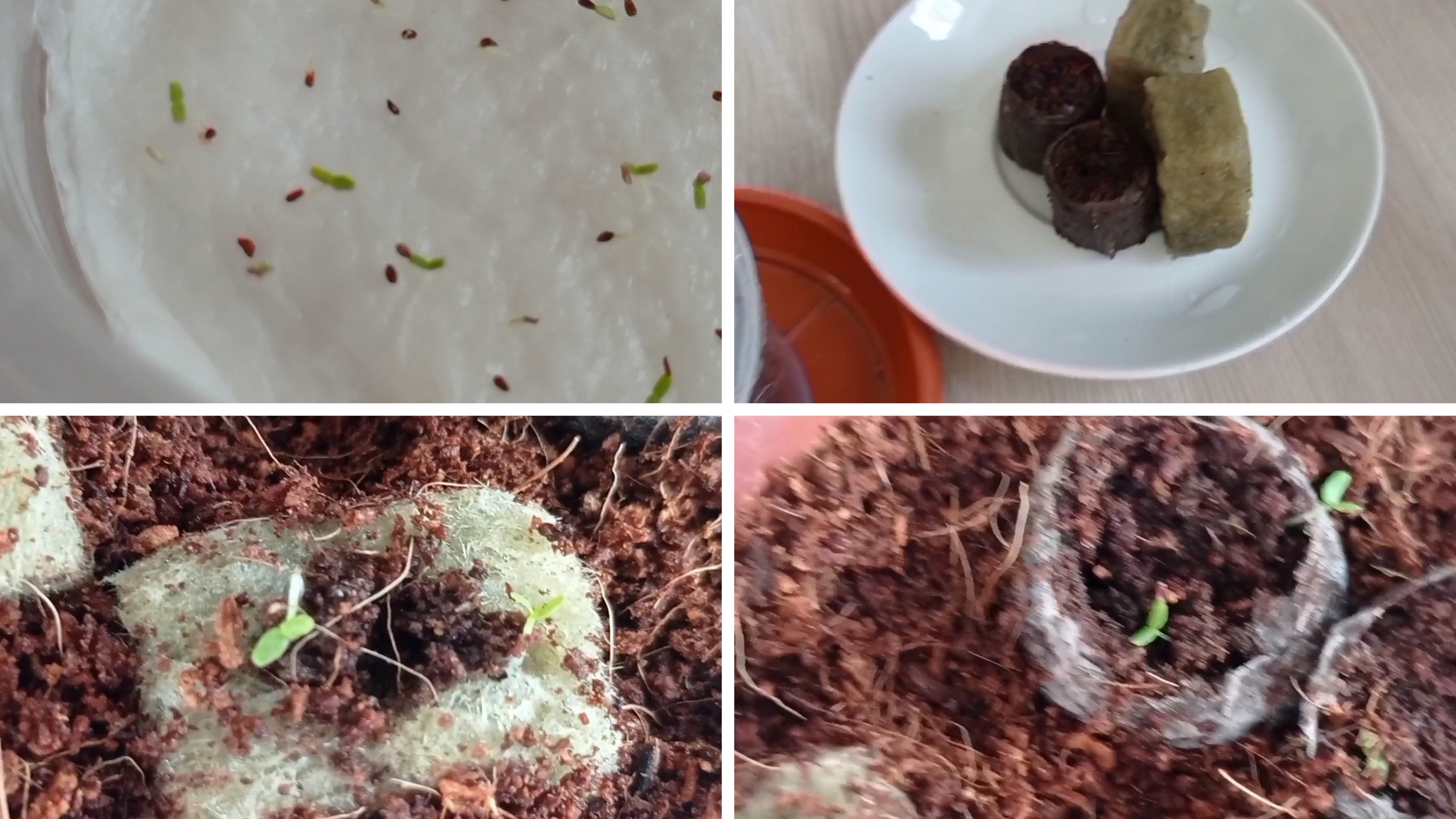 Выращивание декабриста шлюмбергеры из семян. Часть 2.