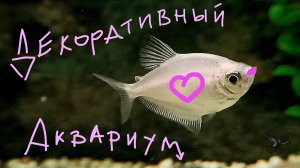 Декоративный аквариум. Релакс