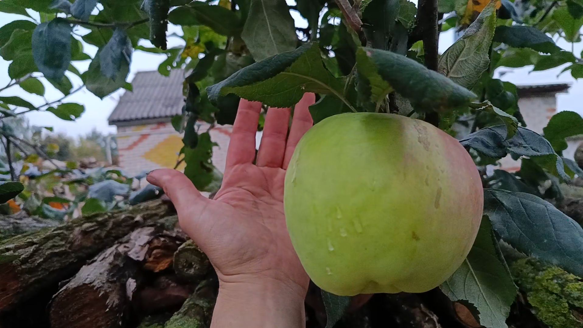 Сбор урожая Арбузов и Дыни после холодного лета с огорода. Обзор моего сада и огорода в сентябре. смотреть онлайн