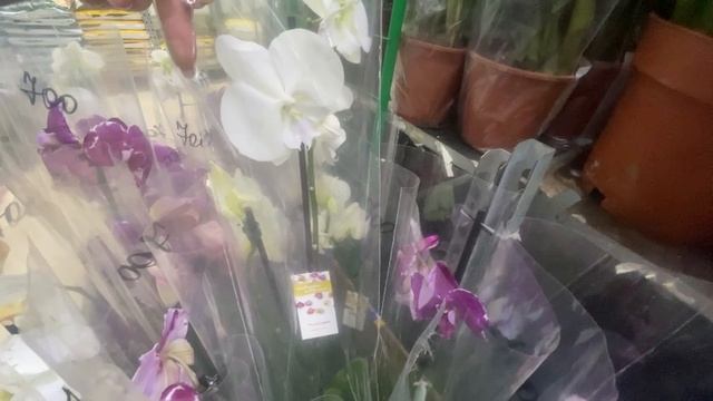 Обзор растений в Ростке цветочный рынок Краснодар смотреть онлайн