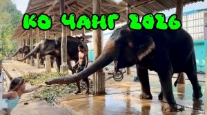 КО ЧАНГ 2026 наш ЗАВТРАК в отеле 🐘 Поехали кормить СЛОНОВ