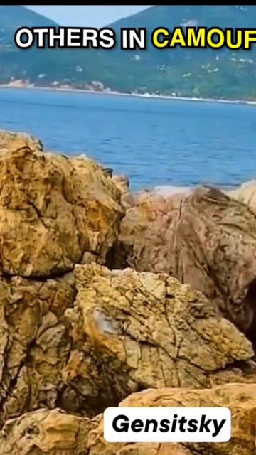 КАМУФЛЯЖИ ☠️☠️☠️