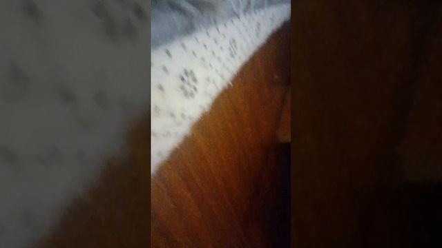 влог LPS со школы часть два выступления