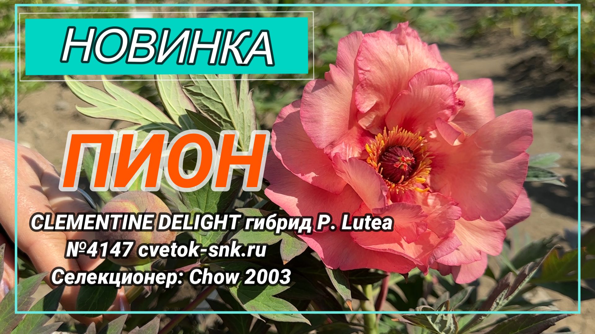 ПИОН «CLEMENTINE DELIGHT гибрид P. Lutea»/Сад Ворошиловой