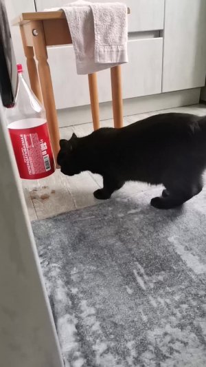 День уголька кота