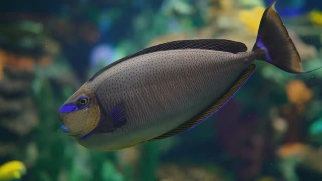 Лучший аквариум в формате 4K для релаксации II 🐠 Расслабляющие океанские пейзажи - 4K UHD смотреть онлайн